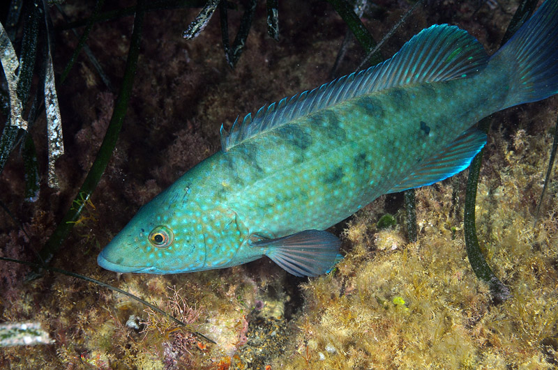 Labride (Labrus merula )
